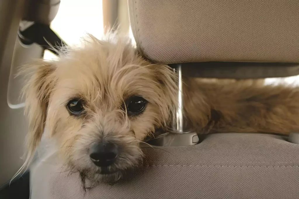 Dutch Smoushond dog car seat carrier